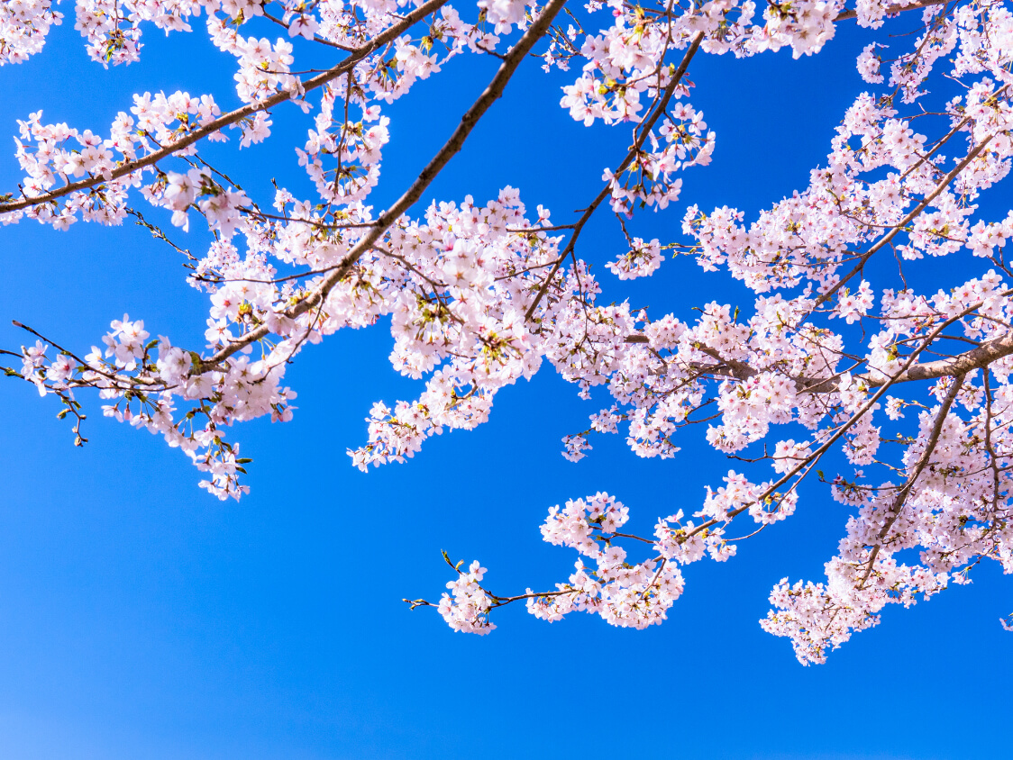 桜　写真